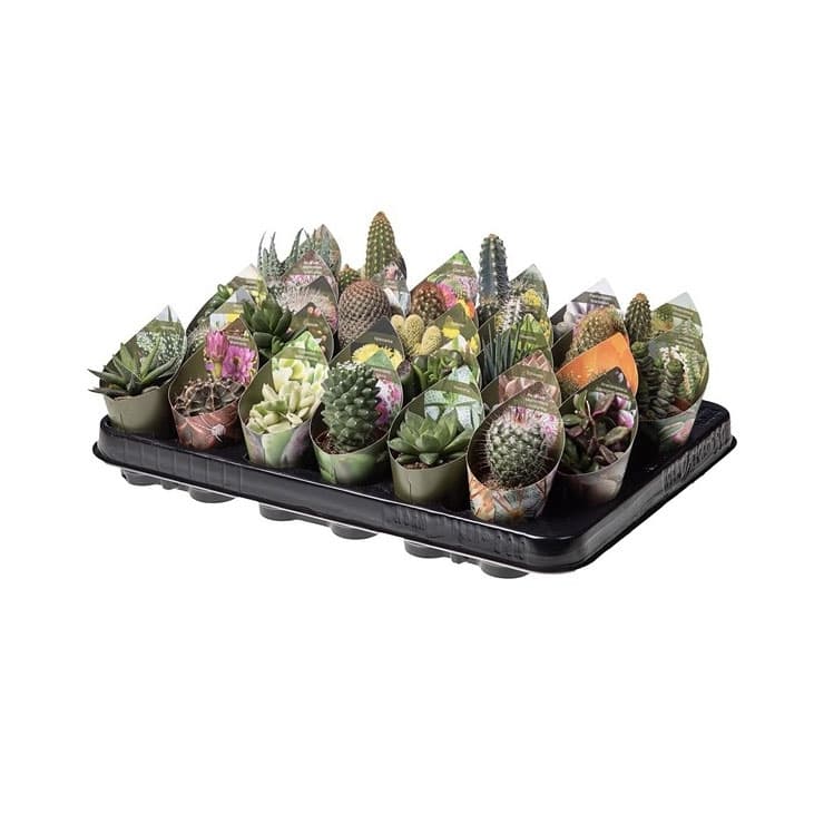 Микс кактуси Cactus С5,5