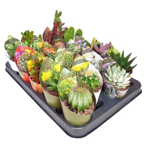 Микс кактуси Cactus