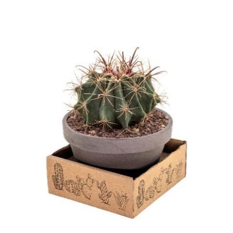 Микс кактуси Cactus basalt bowl С15