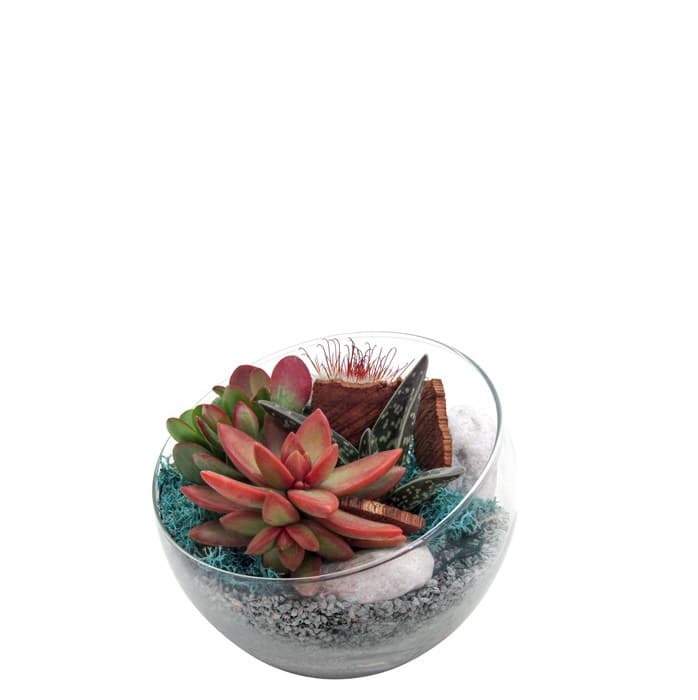 Стъклена аранжировка Cactus glass С16