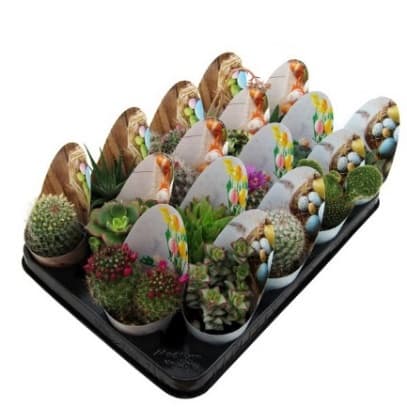 Микс кактуси Cactus Easter С6,5