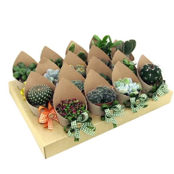 Микс кактуси с панделка Cactus