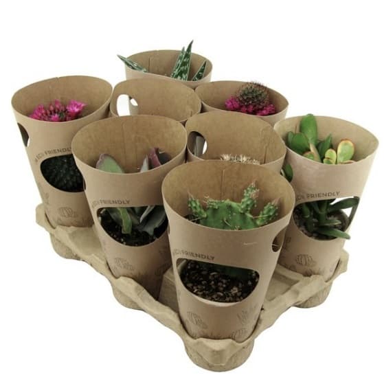 Микс кактуси Cactus tube С10,5
