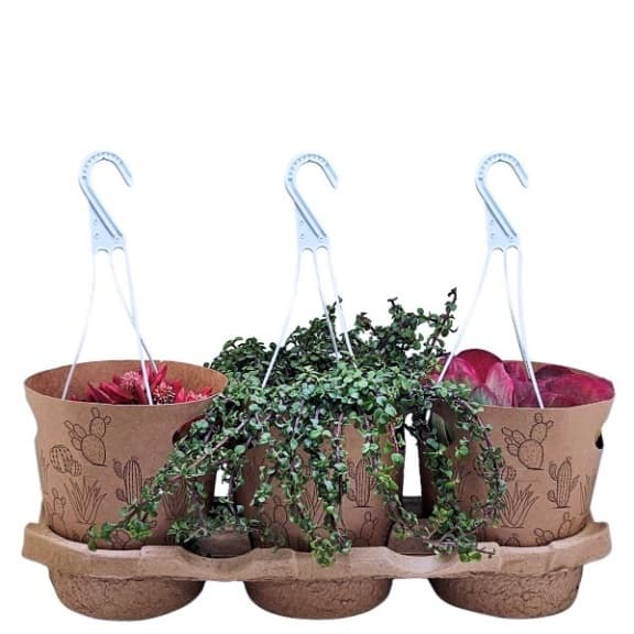 Микс кактуси Succulent С16