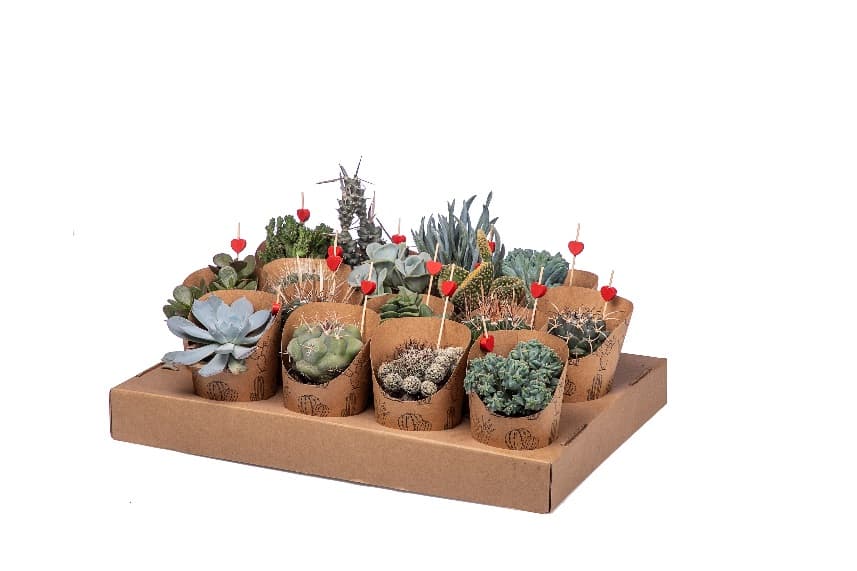 Микс кактуси с декорация Cactus wooden pick С7