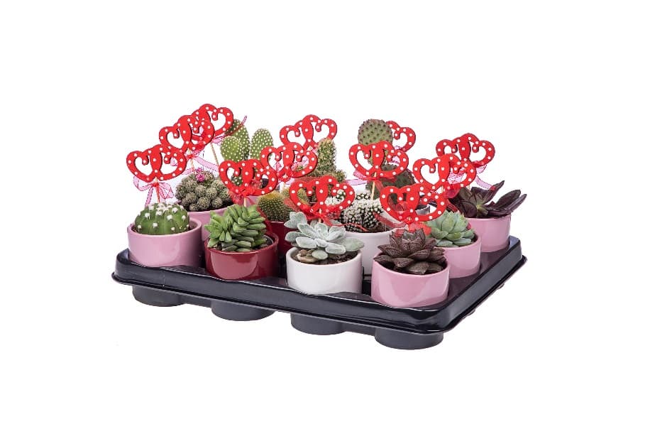 Керамична двуцветна саксия с декорация Cactus ceramic С8