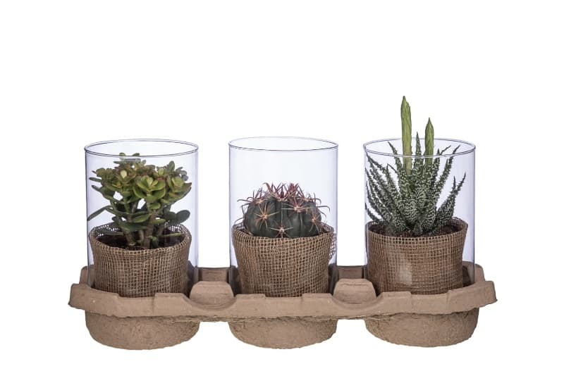 Микс кактуси аранжировка цилиндър Cactus glass cylinder С15