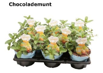 Шоколадова мента Mentha chocolate C12