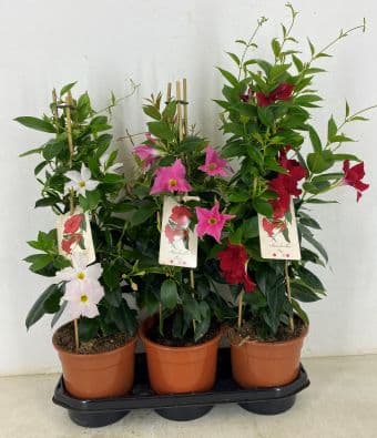 Дипладения Mandevilla C19