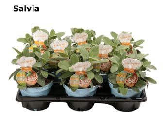 Салвия Salvia C12