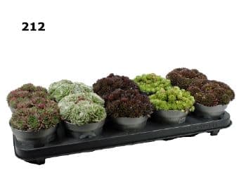 Седум семпервивум Sedum sempervivum mix C12