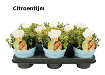 Maщерка Thymus citriodorus C12