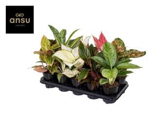 Аглаонема Aglaonema C12