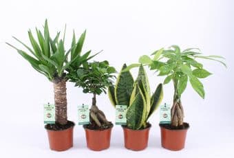 Зелени растения Amazone mix C12
