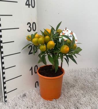 Цитрус Кумкуат Citrus Kumquat C12