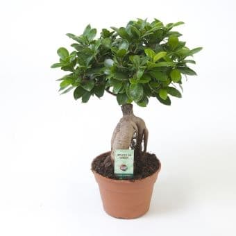 Фикус Женшен Ficus Gindeng C17