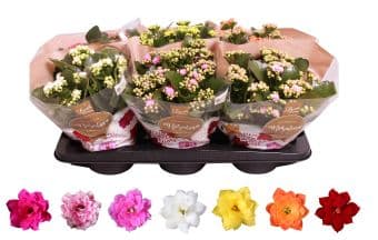 Каланхое mix Kalanchoe rosalina C15