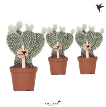 Опунтия зелен Opuntia greens C6