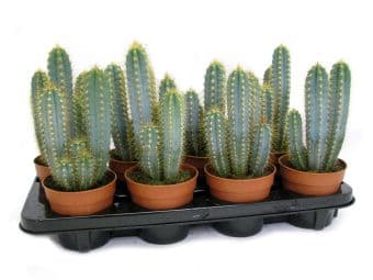 Филоцедрус азуерус Pilosocereus azureus C12