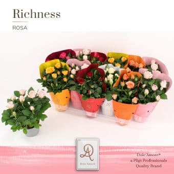 Мини роза Mini rosa C10,5
