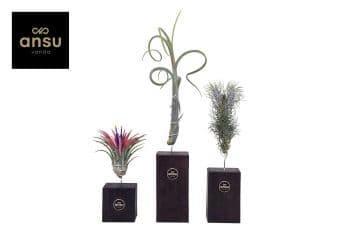 Тиландсия дървена стойка Tillandsia wood trio