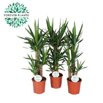 Юка Yucca C21