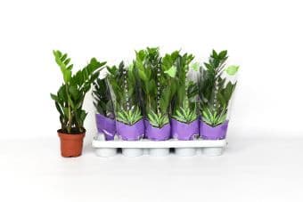 Замиокулкас Zamioculcas C12