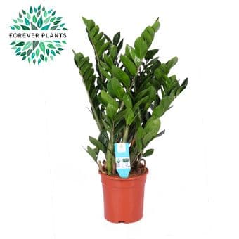 Замиокулкас Zamioculcas C21