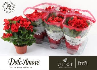 Бегония Долче Аморе Begonia Dolce Amore C14 / Н31