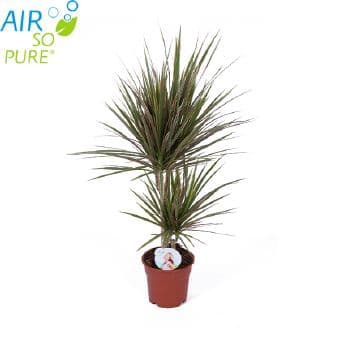 Драцена биколор Dracaena bicolor C17 / H75