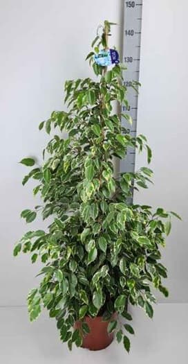 Фикус бенджамин Ficus benj. golden king C27 / H150