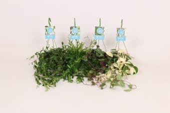 Висящи растения Hanging plants  С14 / H40