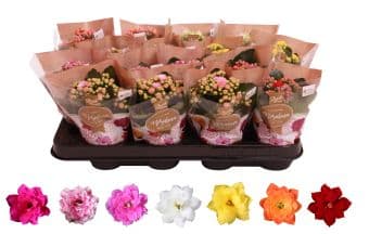 Каланхое mix Kalanchoe rosalina C7 / H15