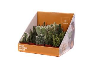 Опунтия Opuntia mix C5,5 / H25