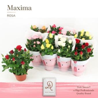 Мини роза Mini rosa dolc'amore C14 / H32