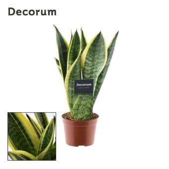 Сансевиерия Sansevieria C9 / H30