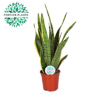 Сансевиерия Sansevieria C17 / H60