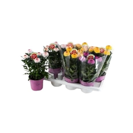 Хризантема Флоуерпопс Chrysanne Flowerpops abbey mix H35
