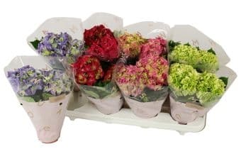 Хидрангея  Hydrangea C10