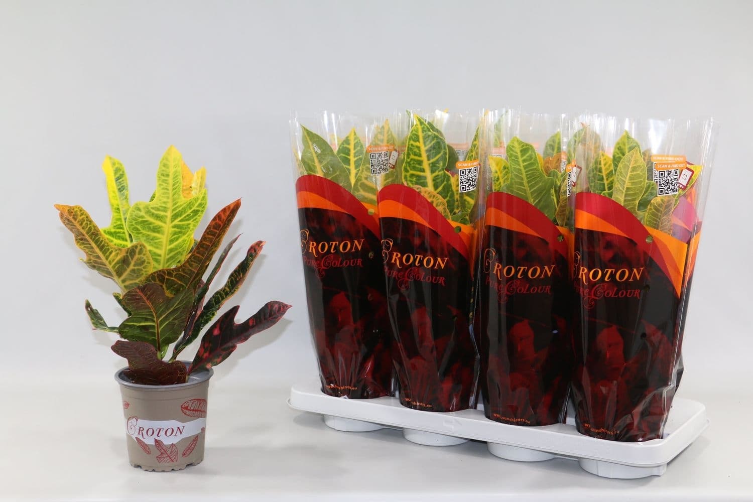 Кротон Croton C17