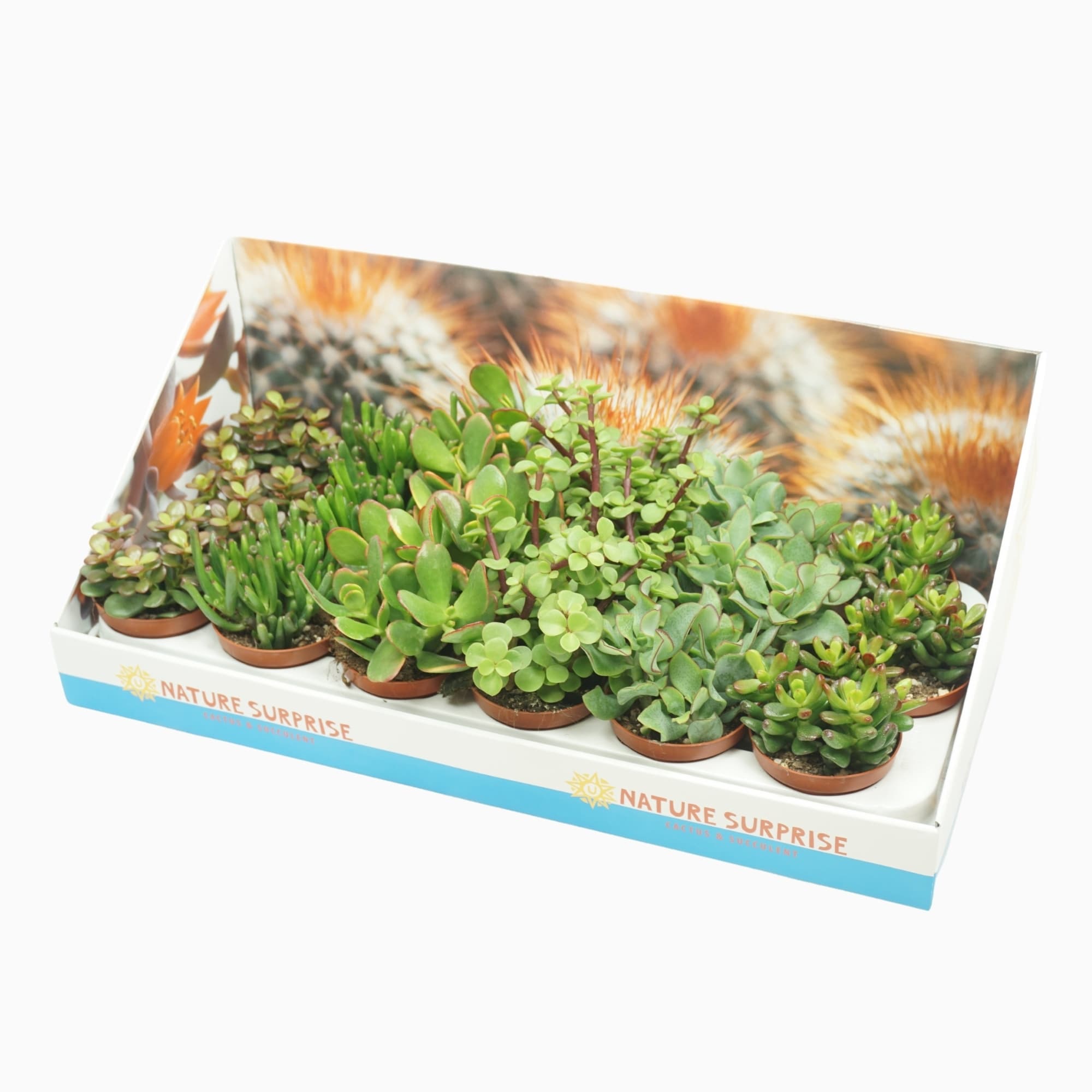 Красула микс Crassula mix