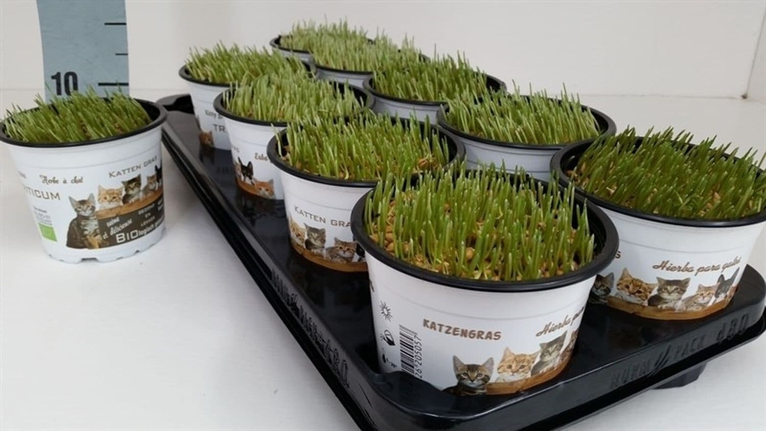 Котешка трева Cat grass