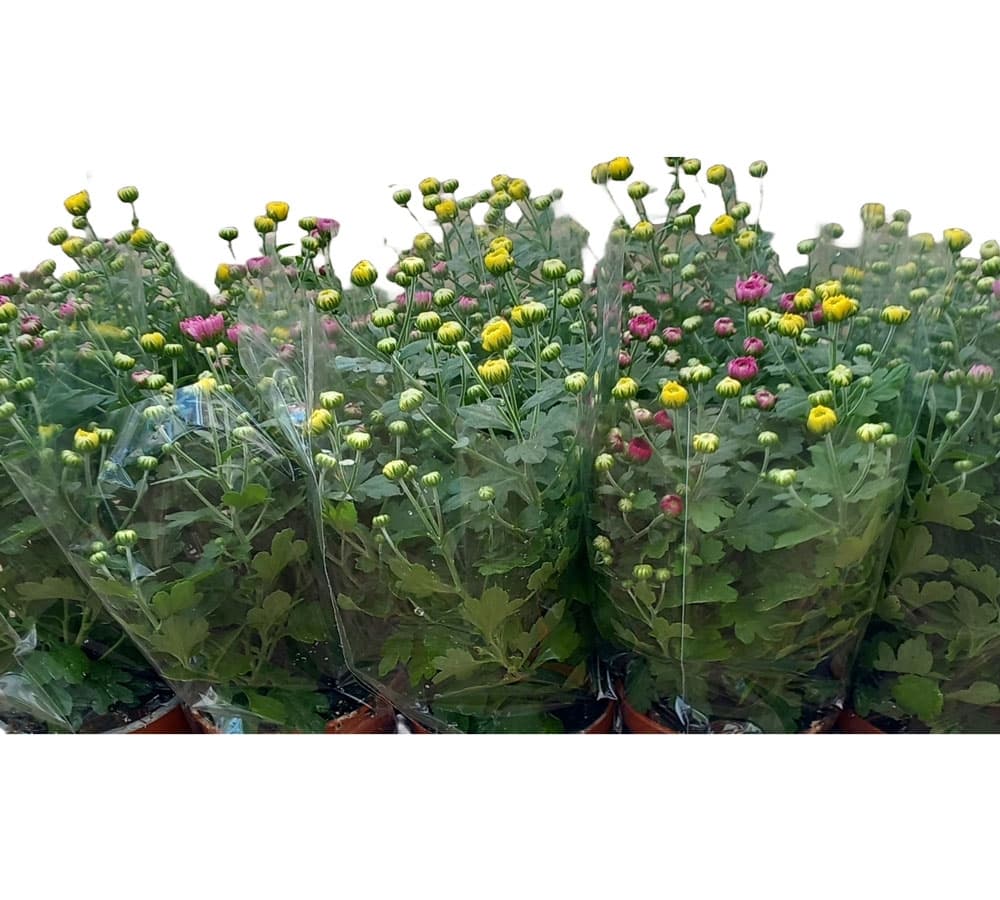 Хризантема микс Chrysanthemum mix C12