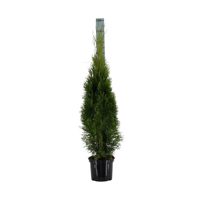 Туя Смарагд Thuja occ. Smaragd 120-140см C12