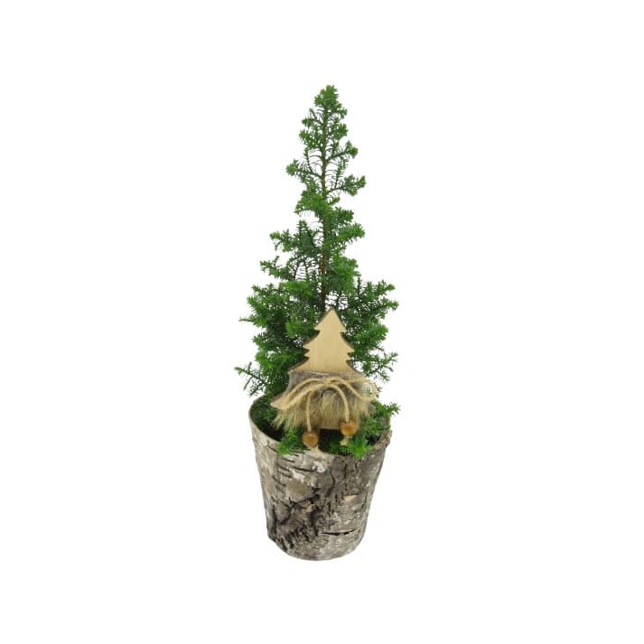 Коледно дръвче Picea glauca Conica Natural 30см