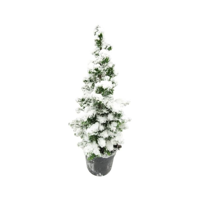 Коледно дръвче Picea glauca Conica SN 25+см