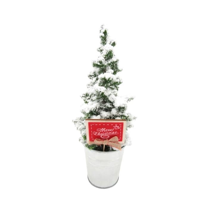 Коледно дръвче Picea glauca Conica SN 