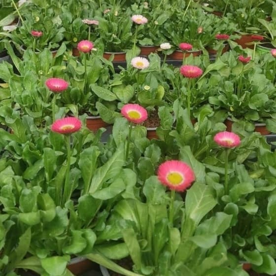 Паричка Bellis perennis 