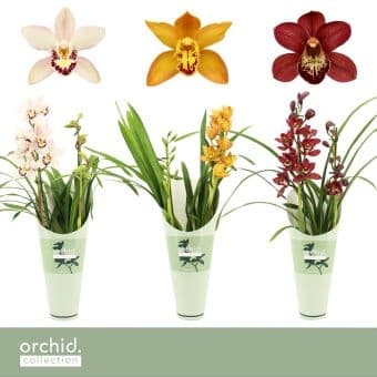 Цимбидиум mix Cymbidium C12 H50-60