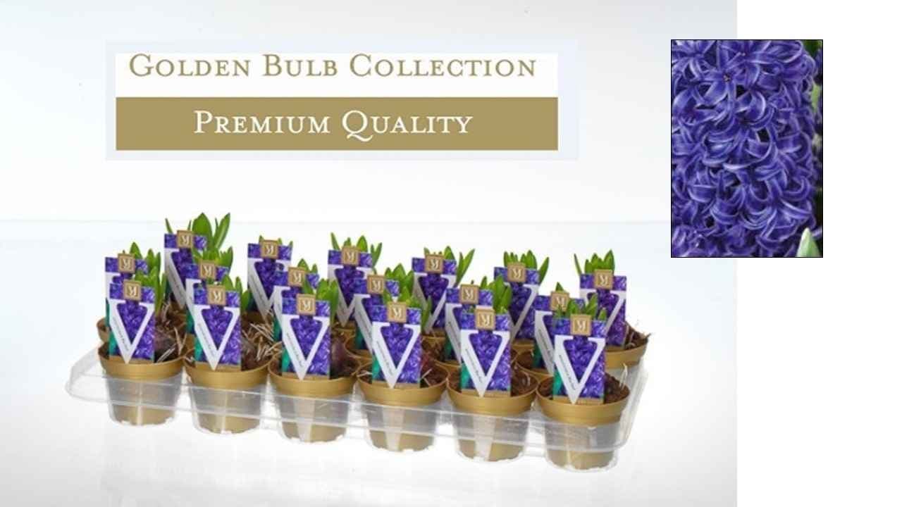 Зюмбюл Hyacinth blue C9